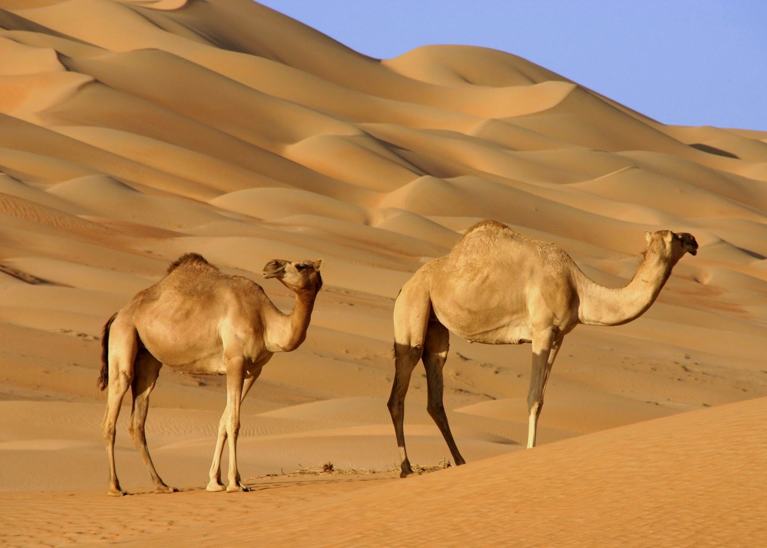 Wahiba Sands Oman